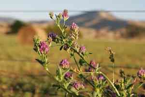 Alfalfa(Medicago sativa)