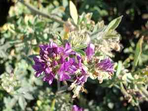 Alfalfa(Medicago sativa)