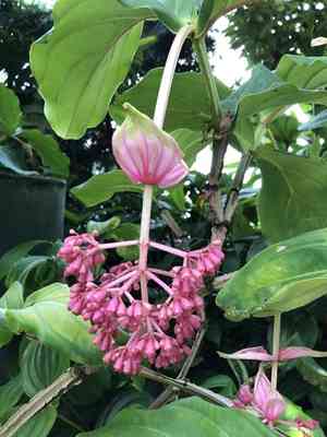 Showy medinilla(Medinilla magnifica)