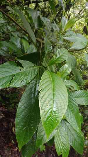 Brazilian red-cloak(Megaskepasma erythrochlamys)
