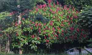 Brazilian red-cloak(Megaskepasma erythrochlamys)