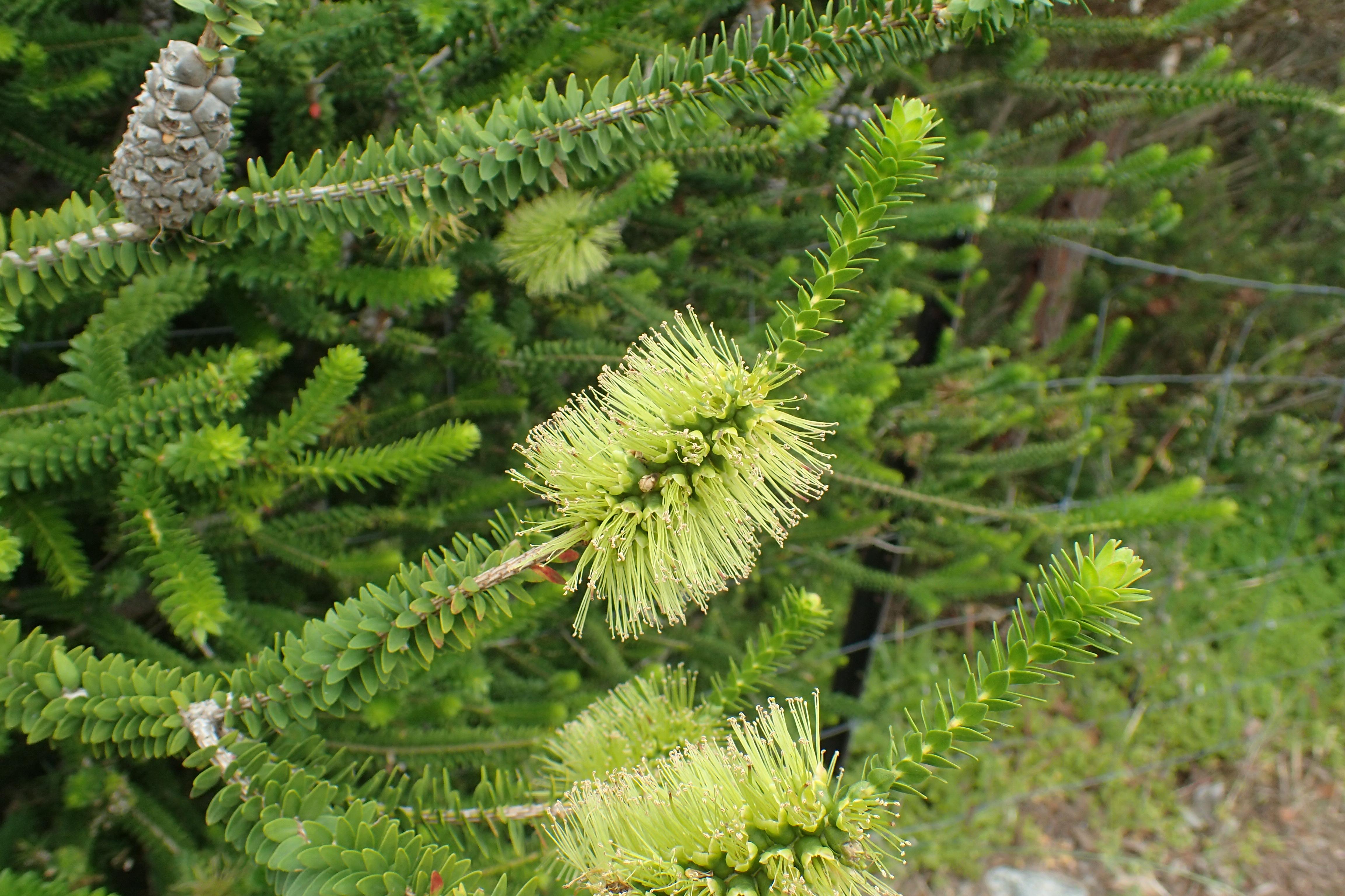 How to Propagate Dotted melaleuca: Complete Propagation Guide ...