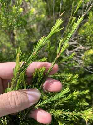 Swamp paperbark(Melaleuca ericifolia)