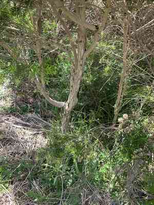Swamp paperbark(Melaleuca ericifolia)