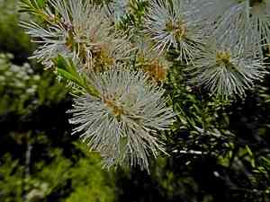 Swamp paperbark(Melaleuca ericifolia)