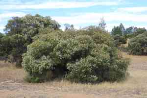 Moonah(Melaleuca lanceolata)