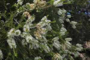 Moonah(Melaleuca lanceolata)