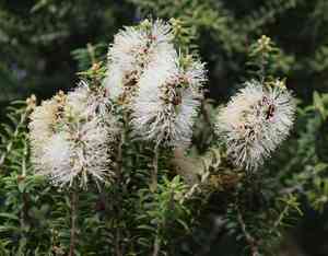 Moonah(Melaleuca lanceolata)