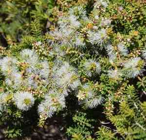 Moonah(Melaleuca lanceolata)