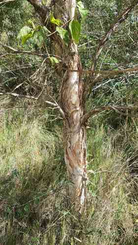 Snow-in-summer(Melaleuca linariifolia)