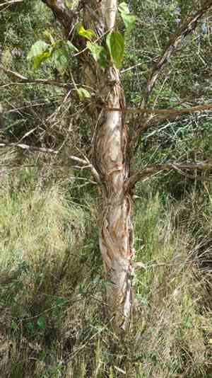 Snow-in-summer(Melaleuca linariifolia)