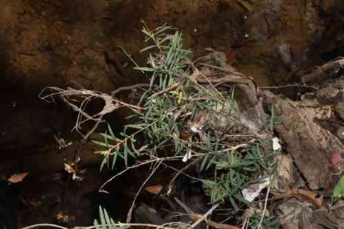 Snow-in-summer(Melaleuca linariifolia)