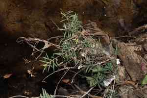 Snow-in-summer(Melaleuca linariifolia)