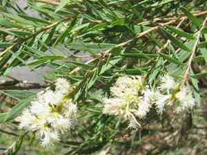 Snow-in-summer(Melaleuca linariifolia)