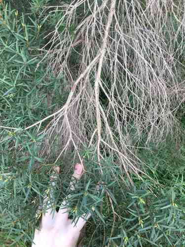 Snow-in-summer(Melaleuca linariifolia)