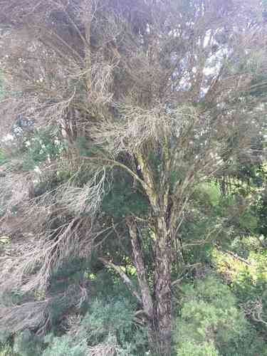 Snow-in-summer(Melaleuca linariifolia)