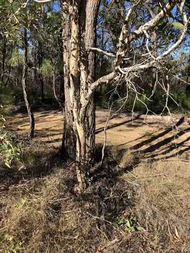 Punk tree(Melaleuca quinquenervia)