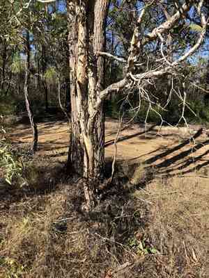Punk tree(Melaleuca quinquenervia)