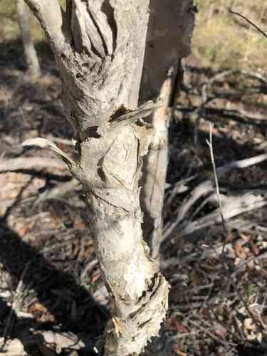 Punk tree(Melaleuca quinquenervia)