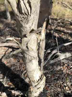 Punk tree(Melaleuca quinquenervia)