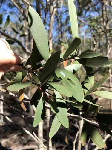 Punk tree(Melaleuca quinquenervia)