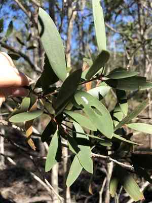 Punk tree(Melaleuca quinquenervia)