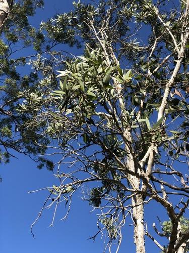 Punk tree(Melaleuca quinquenervia)