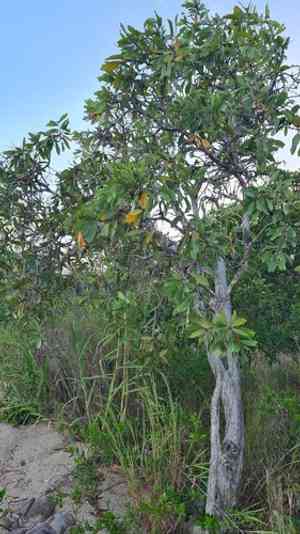 Niaouli-tree(Melaleuca viridiflora)