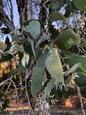 Niaouli-tree(Melaleuca viridiflora)