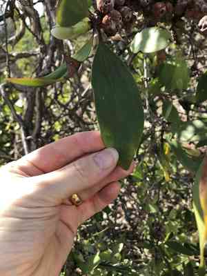 Niaouli-tree(Melaleuca viridiflora)