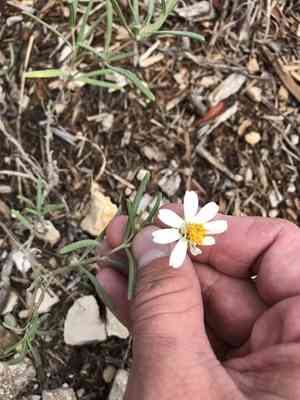 Blackfoot daisy(Melampodium leucanthum)