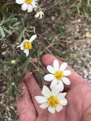 Blackfoot daisy(Melampodium leucanthum)