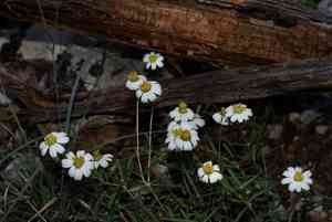 Blackfoot daisy(Melampodium leucanthum)