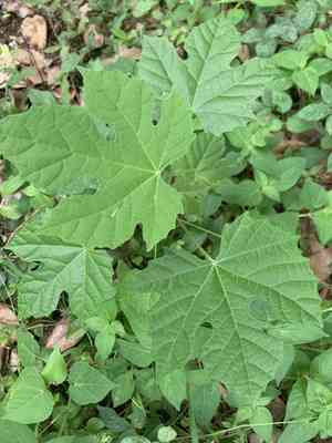 Chawan(Melanolepis multiglandulosa)