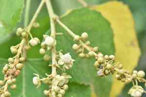 Chawan(Melanolepis multiglandulosa)