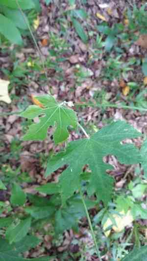 Chawan(Melanolepis multiglandulosa)
