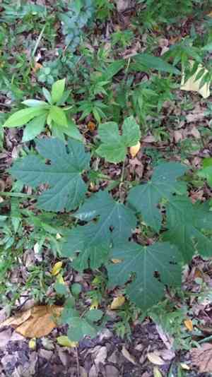 Chawan(Melanolepis multiglandulosa)