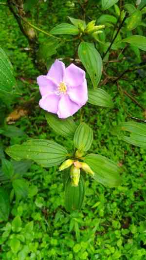 Common melastoma(Melastoma candidum)