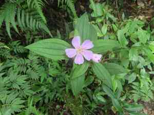 Common melastoma(Melastoma candidum)