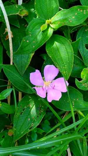 Common melastoma(Melastoma candidum)