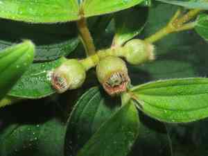 Common melastoma(Melastoma candidum)