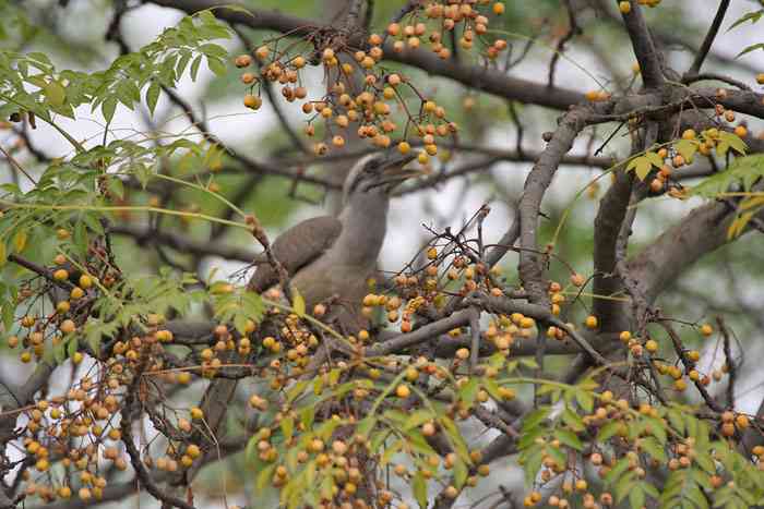 Chinaberry tree(Melia azedarach)