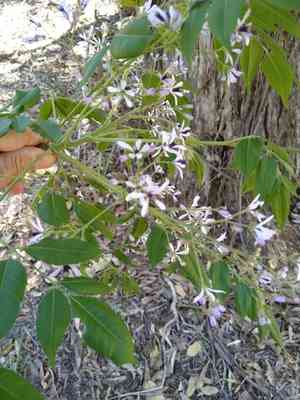 Chinaberry tree(Melia azedarach)