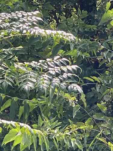 Chinaberry tree(Melia azedarach)