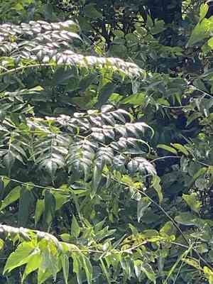 Chinaberry tree(Melia azedarach)