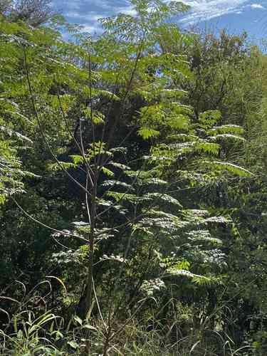 Chinaberry tree(Melia azedarach)