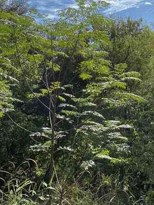 Chinaberry tree(Melia azedarach)
