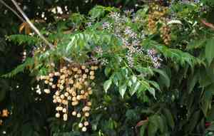 Chinaberry tree(Melia azedarach)