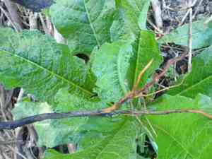Giant honey flower(Melianthus major)