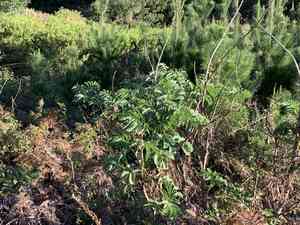 Giant honey flower(Melianthus major)